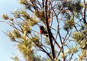 Warbler, Painted Redstart, def B01P44I05